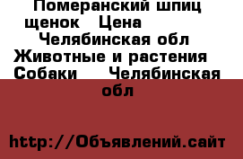 Померанский шпиц щенок › Цена ­ 40 000 - Челябинская обл. Животные и растения » Собаки   . Челябинская обл.